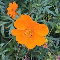 黄花コスモス