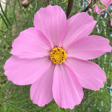 薄紅の秋桜