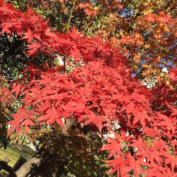 公園の紅葉