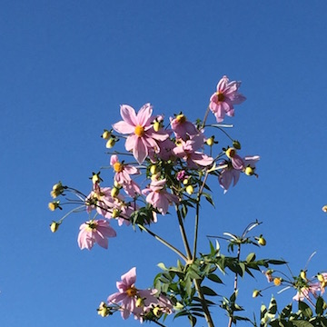 皇帝ダリア