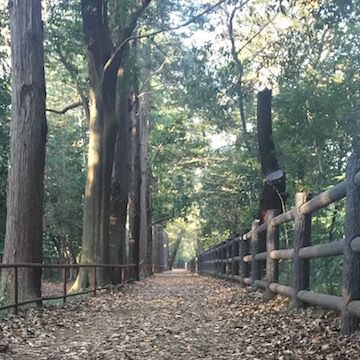 落ち葉の散歩道