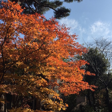 公園の紅葉