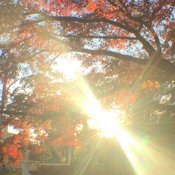 紅葉と陽光