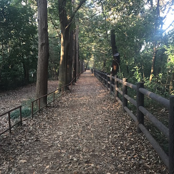 落葉の散歩道