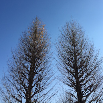 落葉した銀杏