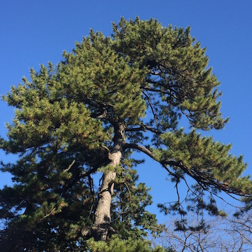 松の木