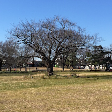 春を待つ桜木