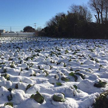 雪が積もったキャベツ畑