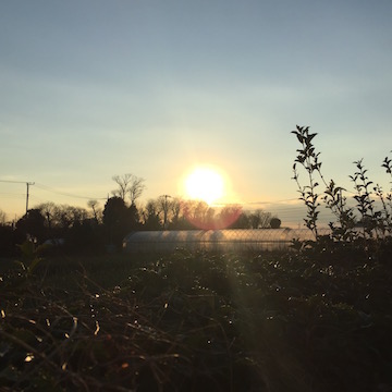 畑に沈む夕陽