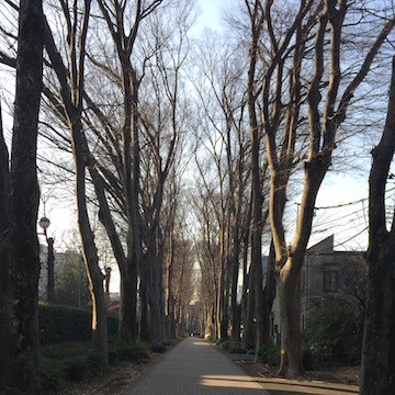 真冬のけやき並木