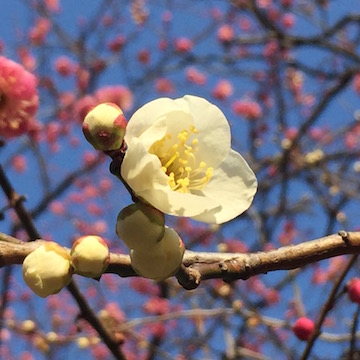 白梅
