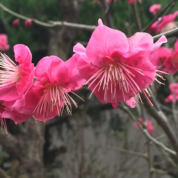 紅梅
