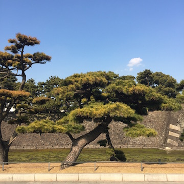 東御苑の松