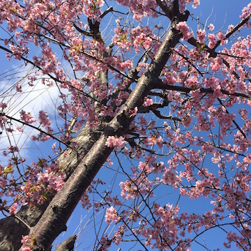 寒桜