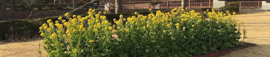 菜の花