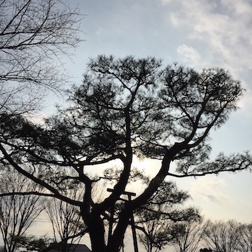 公園の樹、逆光