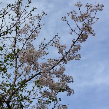 六浦の桜