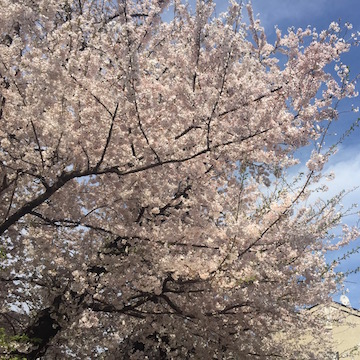 市営プール横の桜