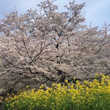 小金井公園 桜と菜の花