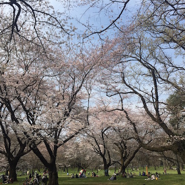 桜咲く小金井公園