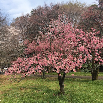 小金井公園の寒緋桜