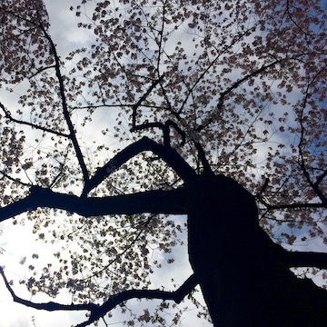 桜の天井