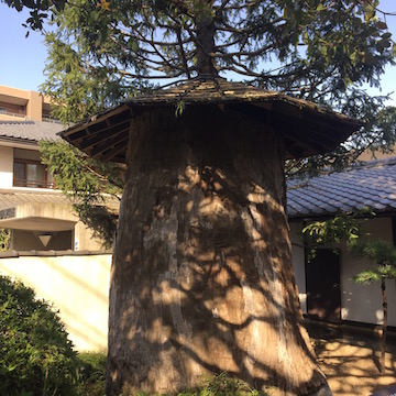 庭に残る楠の原木