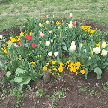 公園の花壇