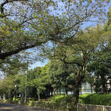 中央通りの葉桜