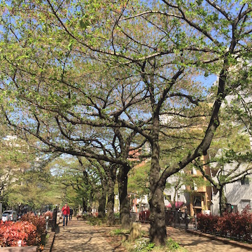 播磨坂の葉桜