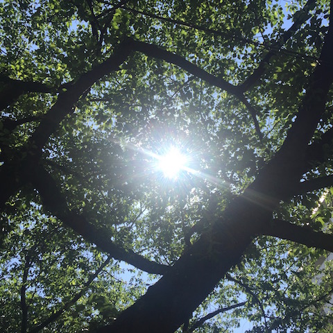 5月の木漏れ日