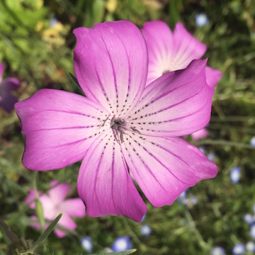 紫の花