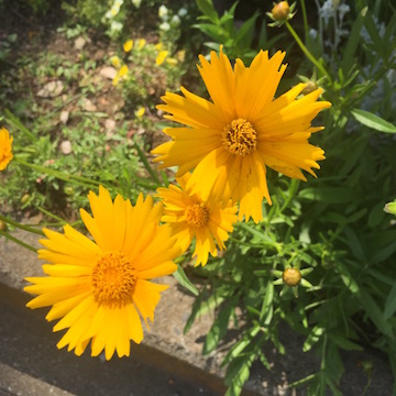 黄色い花
