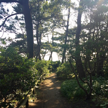 葉山、しおさい公園、海岸へ続く松林の道