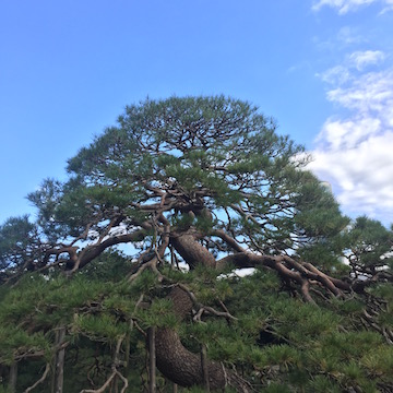 小石川後楽園 一つ松