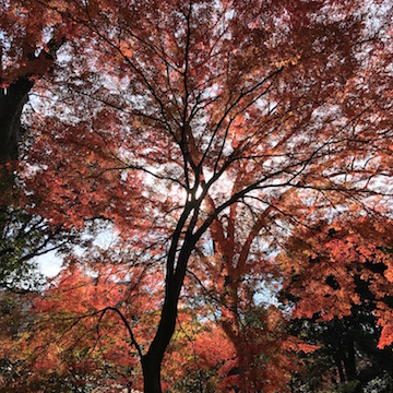 六義園 紅葉