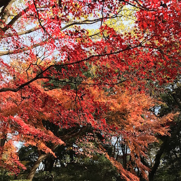 六義園 紅葉