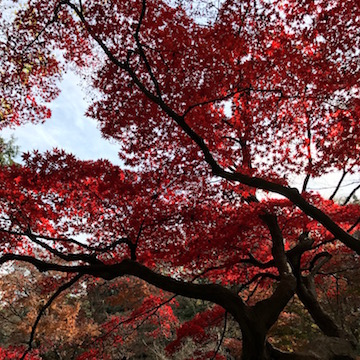 六義園 紅葉
