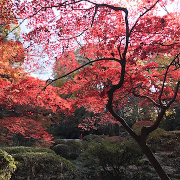 六義園 紅葉