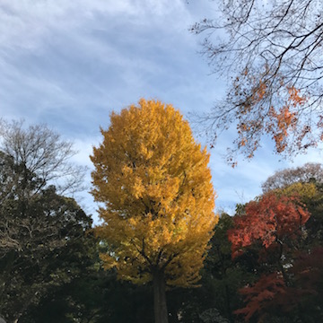 六義園 銀杏