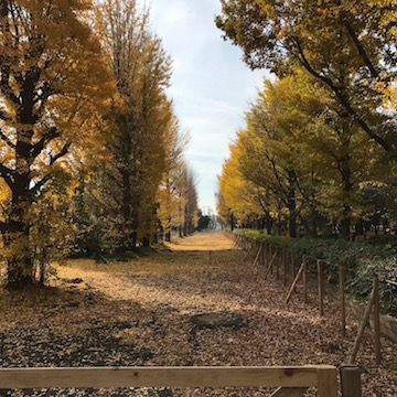 落ち葉の公園