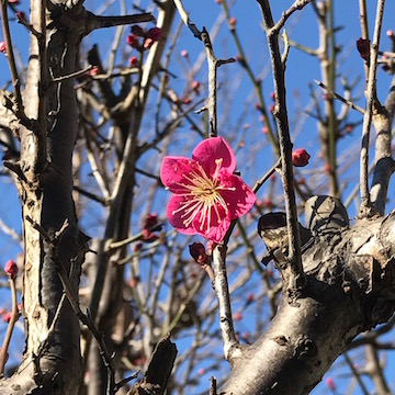 庭の咲いた梅