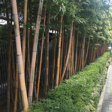 根津美術館の竹垣