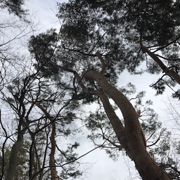 公園の樹