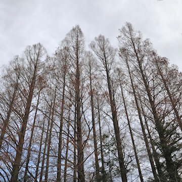関公園の杉