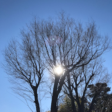 公園の樹