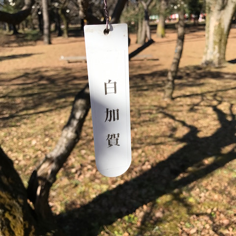 梅の名前の札