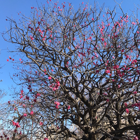 紅千鳥