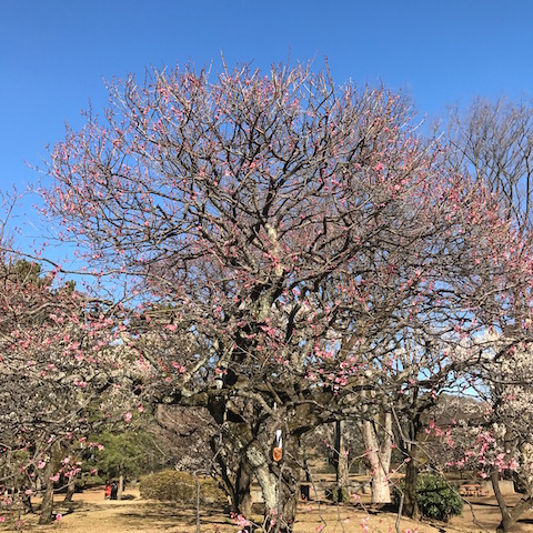 鴛鴦