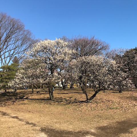 一重野梅